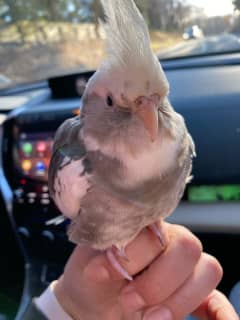 Family's Lost Bird Found Miles From Home During John Jay HS Practice