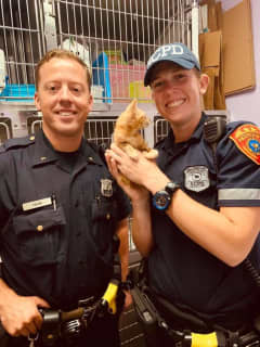 Suffolk County Police Rescue Malnourished Kitten Caught In Storm Drain