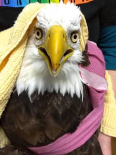 One Bald Eagle Dies, One Fighting For Life After Separate Incidents