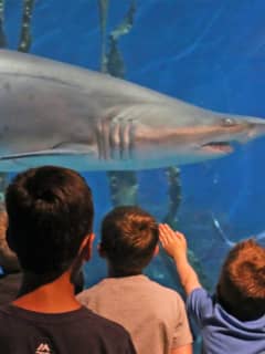 Maritime Aquarium Salutes Norwalk Residents By Offering Free Admission