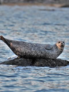 Maritime Aquarium's Winter Cruises Spot Seals, Birds Out On The Sound