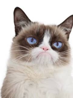 Social Media Filled With Sorrow After Untimely Death Of Grumpy Cat