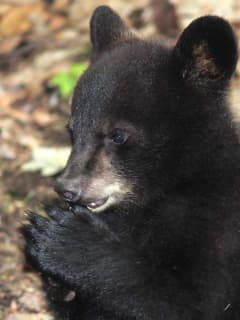 Sunday Service Scheduled For Bear Captured At Ramapo State Forest