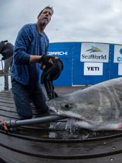 Where's 'Cabot'?: Great White Shark Spotted In Long Island Sound Heads Out East