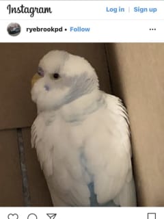 Do You Know This Bird? Stray Parakeet Found In Westchester