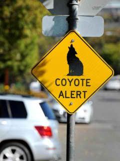 Coyote Spotted In Pelham After Numerous Reports In Neighboring New Rochelle
