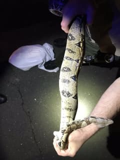 Surprise Snake Doesn't Stop Norwalk Police Officers