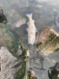 Environmentalists Explain Hundreds Of Dead Fish Floating In Hudson River