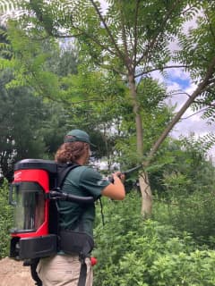 Invasive Species Outbreak: Westchester Officials Use Vacuums To Combat Harmful Insects