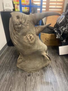 Rhino Head Found By Couple Walking Dog In Pennsylvania