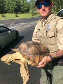This 100 Pound Turtle Had Pennsylvanians Calling 911