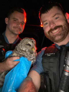 Give A Hoot: Police Officers In Anne Arundel County Come To The Rescue Of Owl Hit By Car