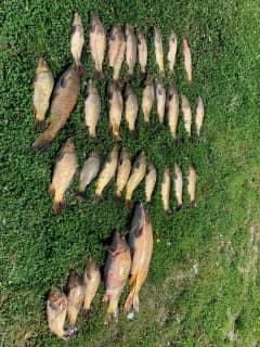 Fish Seized, $4,200 In Fines Issued After Trio Exceeds Daily Carp Limit On CT River