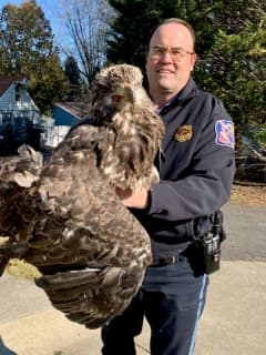 Young Bald Eagle Rescued By Howard County Authorities