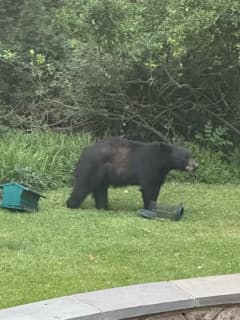 Massive Black Bear Spotted Wandering Near Hyattsville School