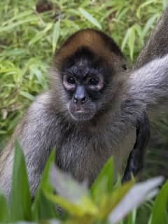 CT's Beardsley Zoo In Bridgeport Welcomes New Spider Monkeys