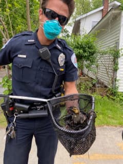 Photos: Ducklings Stuck In Drainpipe Rescued By Slew Of First Responders On Long Island