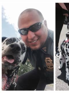 First ResPAWnders: Pal Park PD Lieutenant's Dalmatian Is Reminder Of Good In The World