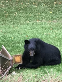 Bear Fact: Bring Bird Feeders Inside, Ossining, As Bruins Make Return