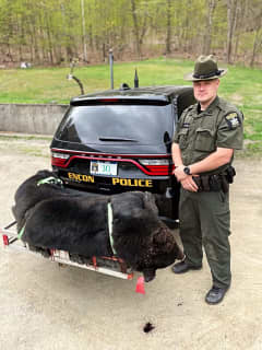 Hudson Valley Man Accused Of Illegally Killing Bear
