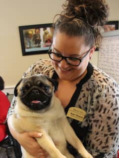 Rocco The Pug Brings Smiles To Tenafly Senior Living Center