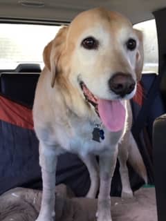 FOUND! Midland Park Dog With Cancer Returns Home