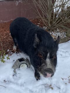 Good News, Owners Of Wandering Pig In Rockland Found