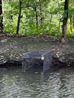 Alligator Sighted Again, Traps Set In Central Jersey Park