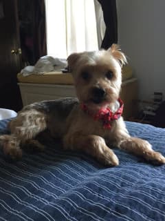 Owners Looking For Lost Dog In New Rochelle