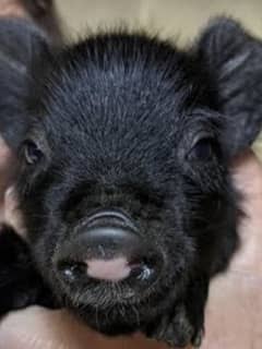 Pig-ture Perfect: Five Guinea Hog Piglets Born At Fairfield County's Beardsley Zoo
