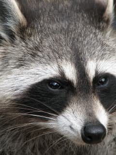 Woman, Child Attacked By 'Vicious' Rabid Raccoon At Bus Stop In Area