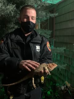 Woman Finds Large Bearded Dragon Lizard Under Garbage Can On Long Island