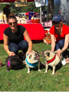 Stamford Women Bring Pet Pugs To Adopt-A-Dog Event