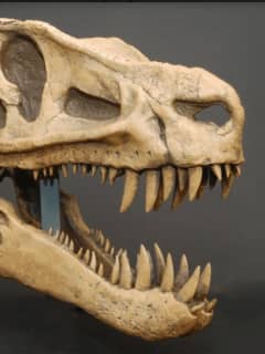 Dinosaur Exhibit Invades Greenwich's Bruce Museum