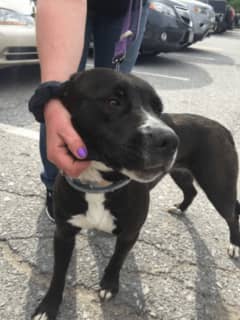 Know Her? Police Finds Lost Pit Bull/Lab Mix In Dutchess