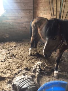 Bail Set For Goshen Farmer Accused Of Starving Horses