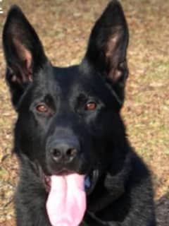 Brookfield Police Department’s K9 Gets Body Armor