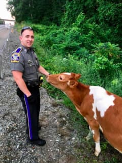 Till The Cows Come Home: CT State Police Round Up Cattle On Highway