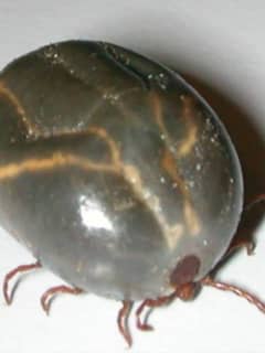 First Bite Victim Of Asian Longhorned Tick Reported In Fairfield County