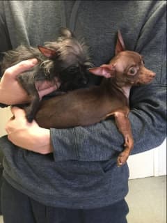 Know Them? Pair Of Chihuahuas Found By Ridgefield Resident