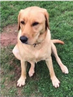 Missing Yellow Lab Last Seen In Westchester Shopping Center