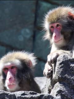 Long Island Aquarium Mourns Deaths Of Popular Snow Monkeys Peeko, Ozzie
