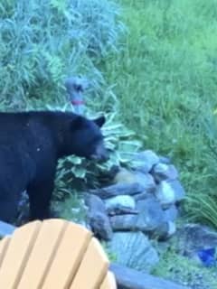 This Black Bear Is Everywhere: Multiple Sightings In North Salem, Purdys