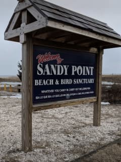 Woman Arrested For Burning Dog On Sandy Point Beach, Police Say