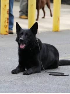 Manchester's K-9 Officer Storm Down But Not Out
