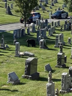 It's A Bear Fact: More Sightings Reported, Including At Rye Brook Cemetery
