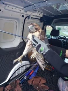 NYSDEC, SPCA Looking For Crossbow Hunter Who Illegally Shot Red-Tailed Hawk In Putnam