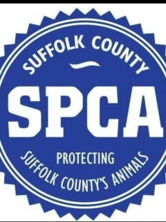 Suffolk County Man, 21, Accused Of Filming Sexual Misconduct With Dog