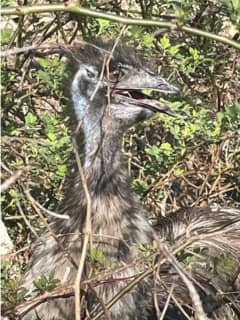 Lost Emu In Fairfield County, Yes Emu, Finds Its Way Home Via Social Media