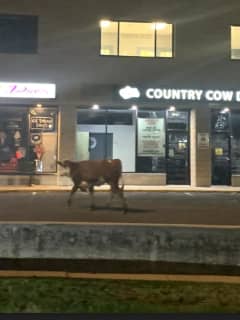 Fairfield Police Capture Runaway Cow
